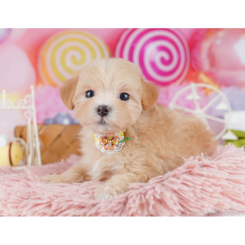 販売中の神奈川県のマルプー:マルチーズ×トイプードル-442983の14枚目