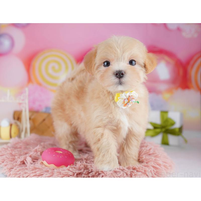 販売中の神奈川県のマルプー:マルチーズ×トイプードル-442983の13枚目