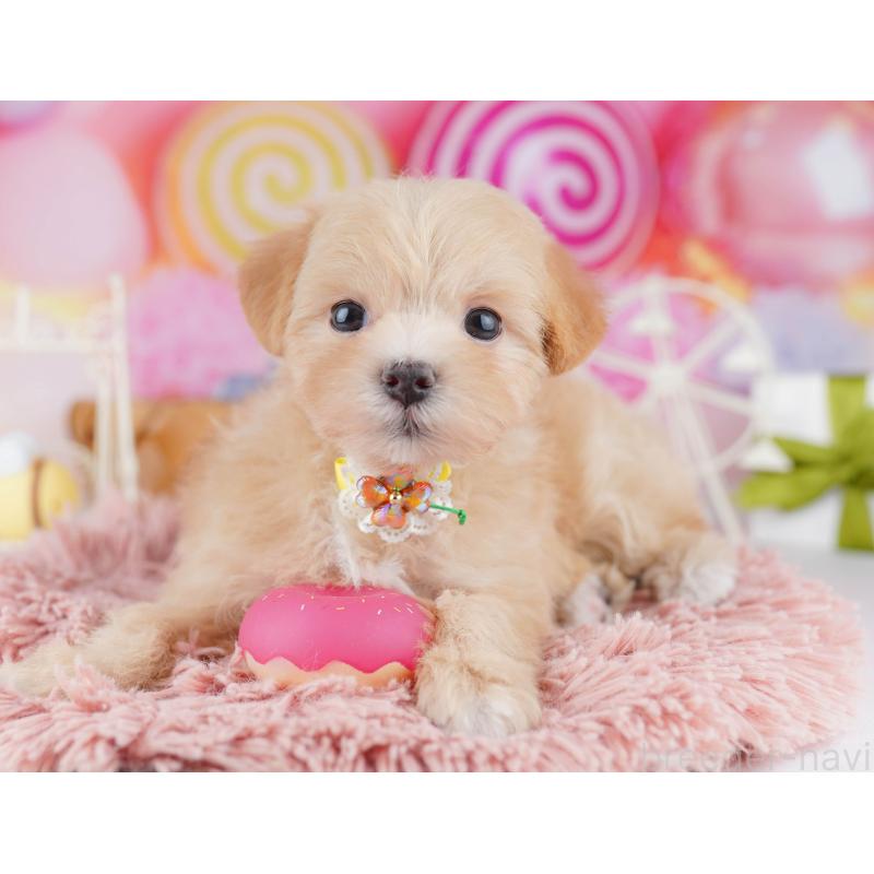 販売中の神奈川県のマルプー:マルチーズ×トイプードル-442983の12枚目