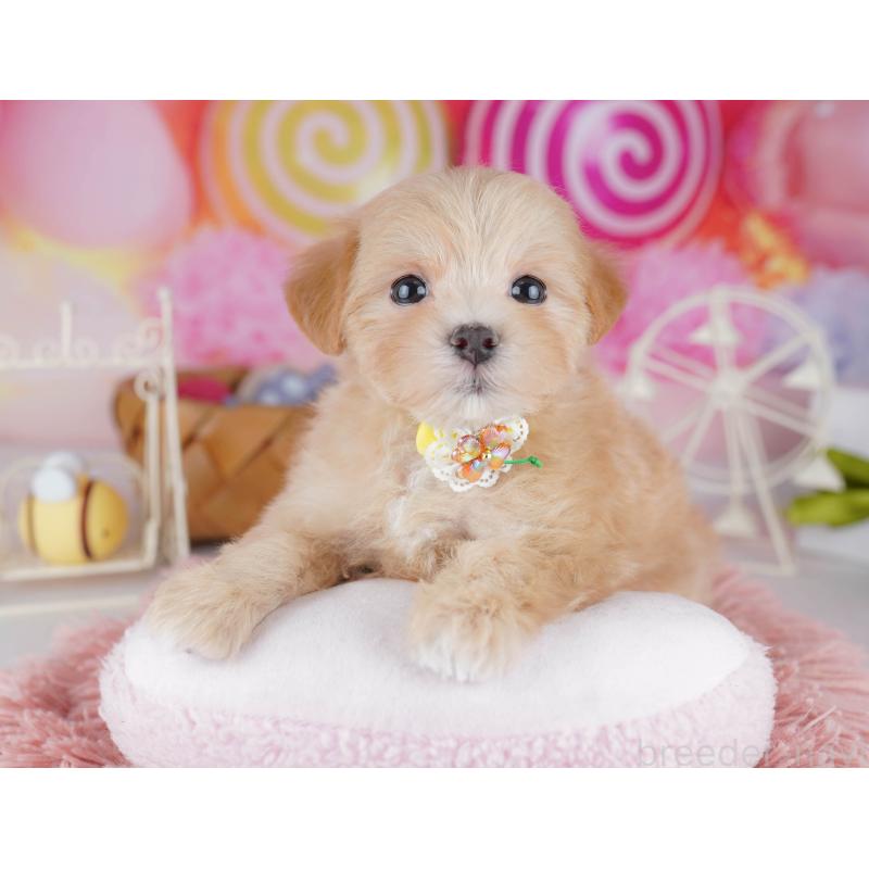 販売中の神奈川県のマルプー:マルチーズ×トイプードル-442983の11枚目