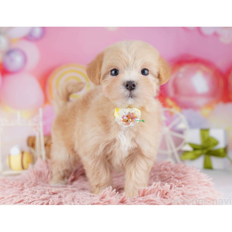 販売中の神奈川県のマルプー:マルチーズ×トイプードル-442983の10枚目