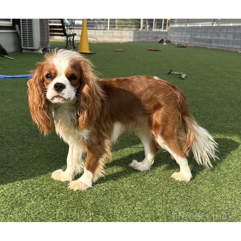 ゆきちくんくん1枚目