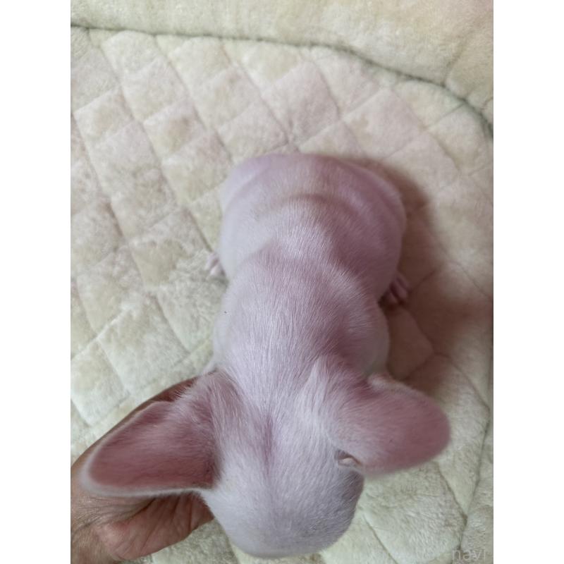 販売中の茨城県のフレンチブルドッグ-442986の4枚目