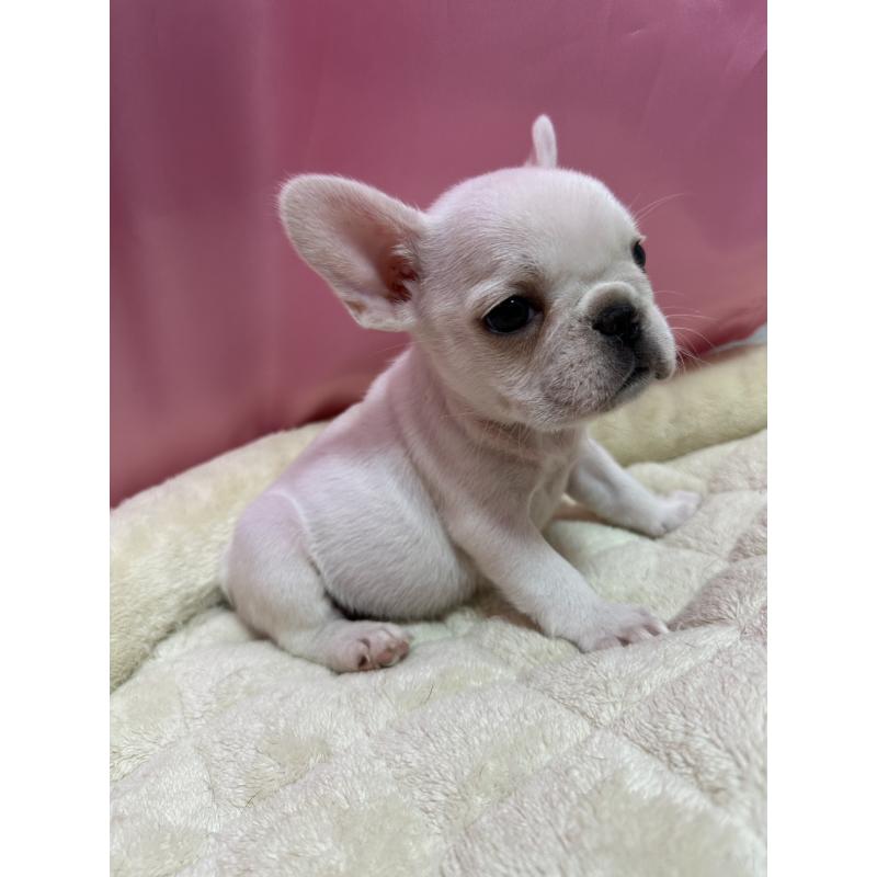 販売中の茨城県のフレンチブルドッグ-442986の3枚目
