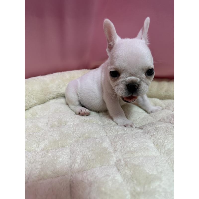 販売中の茨城県のフレンチブルドッグ-442986の2枚目