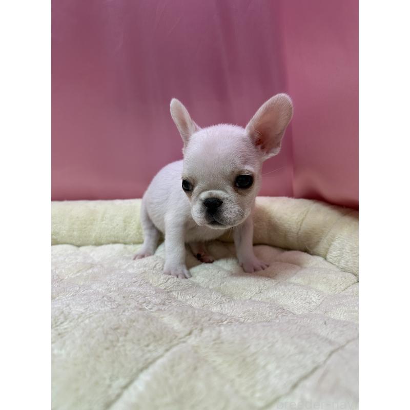 販売中の茨城県のフレンチブルドッグ-442987の4枚目