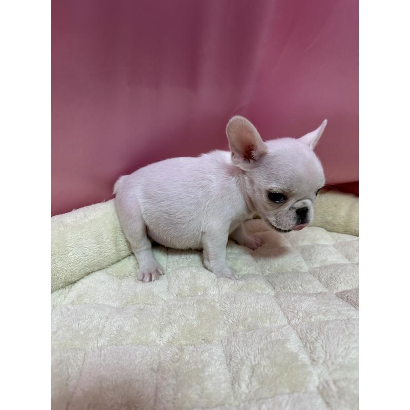 販売中の茨城県のフレンチブルドッグ-442987の3枚目