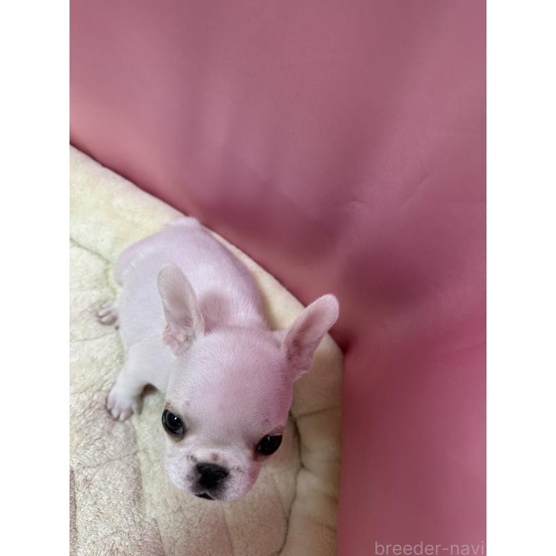 販売中の茨城県のフレンチブルドッグ-442987の2枚目