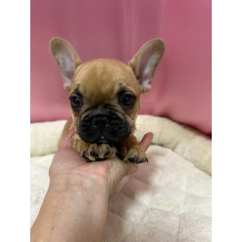 販売中の茨城県のフレンチブルドッグ-442988の5枚目