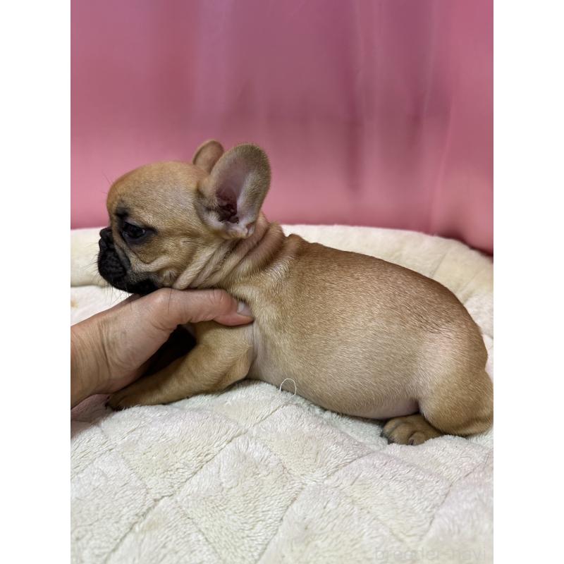 販売中の茨城県のフレンチブルドッグ-442988の4枚目