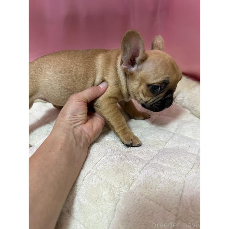 販売中の茨城県のフレンチブルドッグ-442988の3枚目