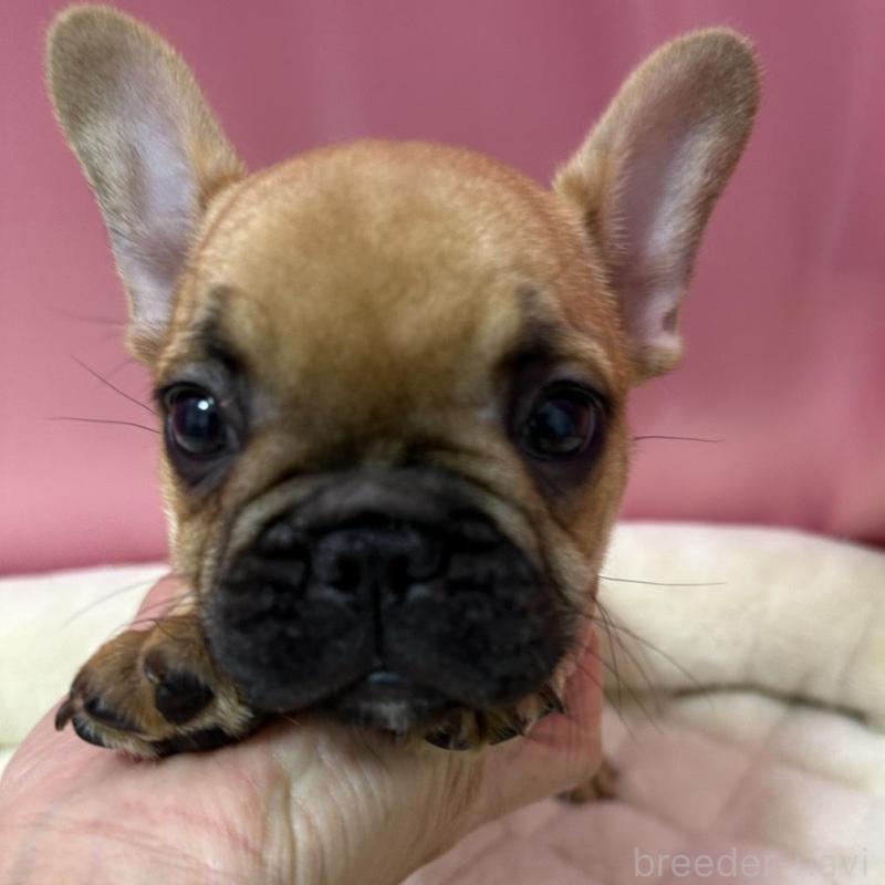 販売中の茨城県のフレンチブルドッグ-442988の1枚目