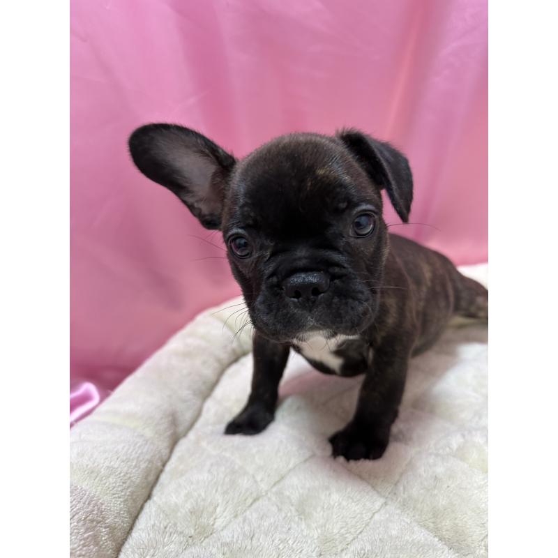 販売中の茨城県のフレンチブルドッグ-442990の5枚目