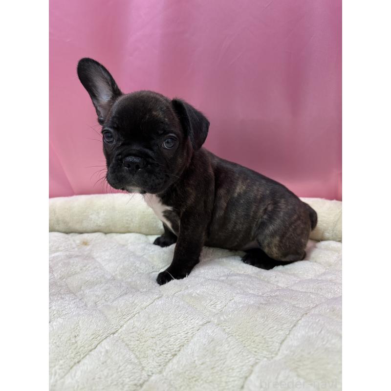 販売中の茨城県のフレンチブルドッグ-442990の3枚目