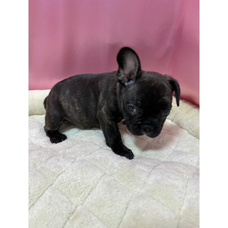 販売中の茨城県のフレンチブルドッグ-442990の2枚目