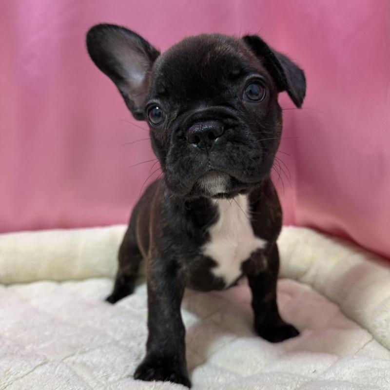 販売中の茨城県のフレンチブルドッグ-442990