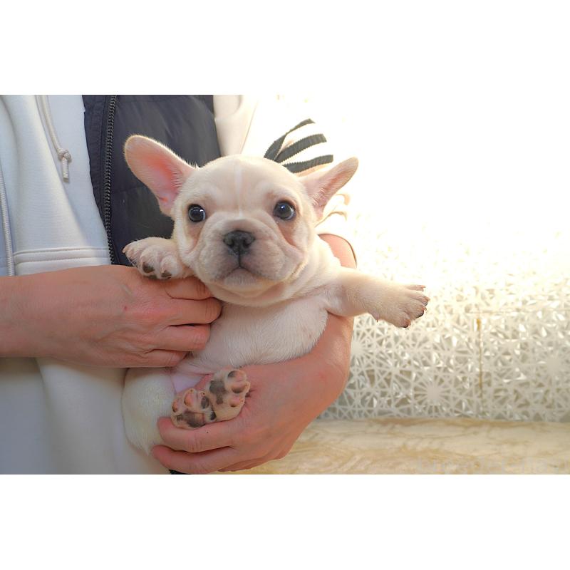 販売中の東京都のフレンチブルドッグ-442994の8枚目