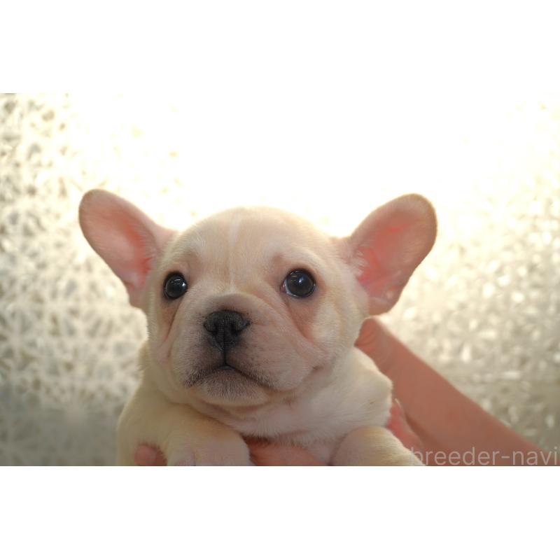 販売中の東京都のフレンチブルドッグ-442994の7枚目