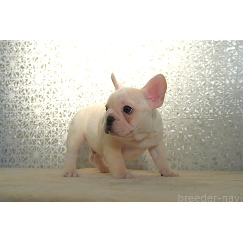 販売中の東京都のフレンチブルドッグ-442994の6枚目
