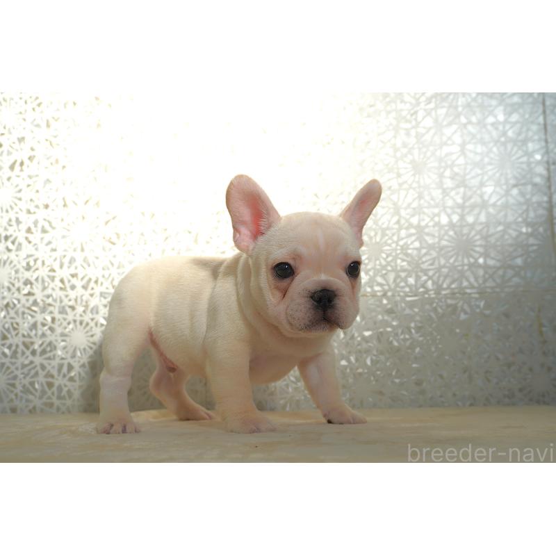 販売中の東京都のフレンチブルドッグ-442994の5枚目