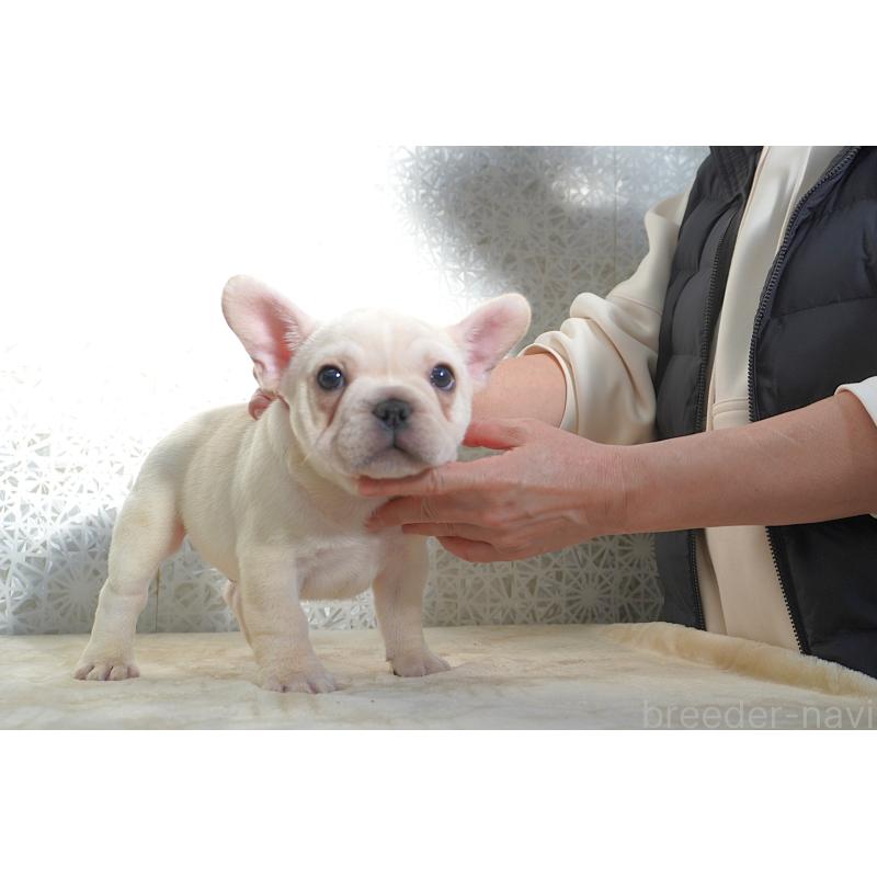 販売中の東京都のフレンチブルドッグ-442994の4枚目