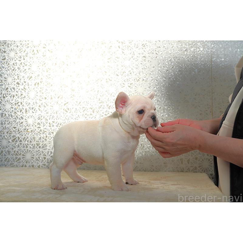 販売中の東京都のフレンチブルドッグ-442994の2枚目
