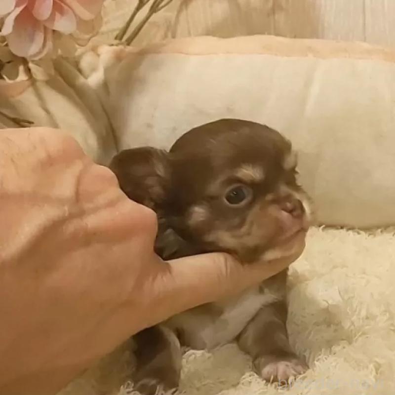 販売中の愛知県のチワワ(ロングコート)-442995