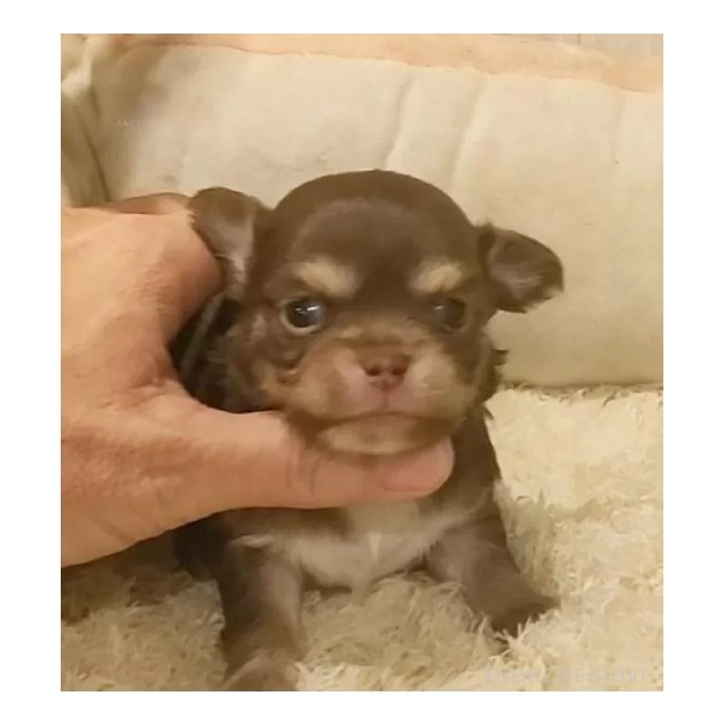 販売中の愛知県のチワワ(ロングコート)-442995の6枚目