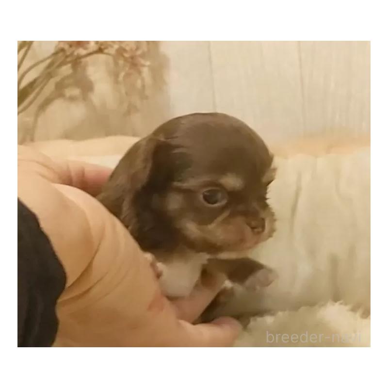 販売中の愛知県のチワワ(ロングコート)-442995の5枚目