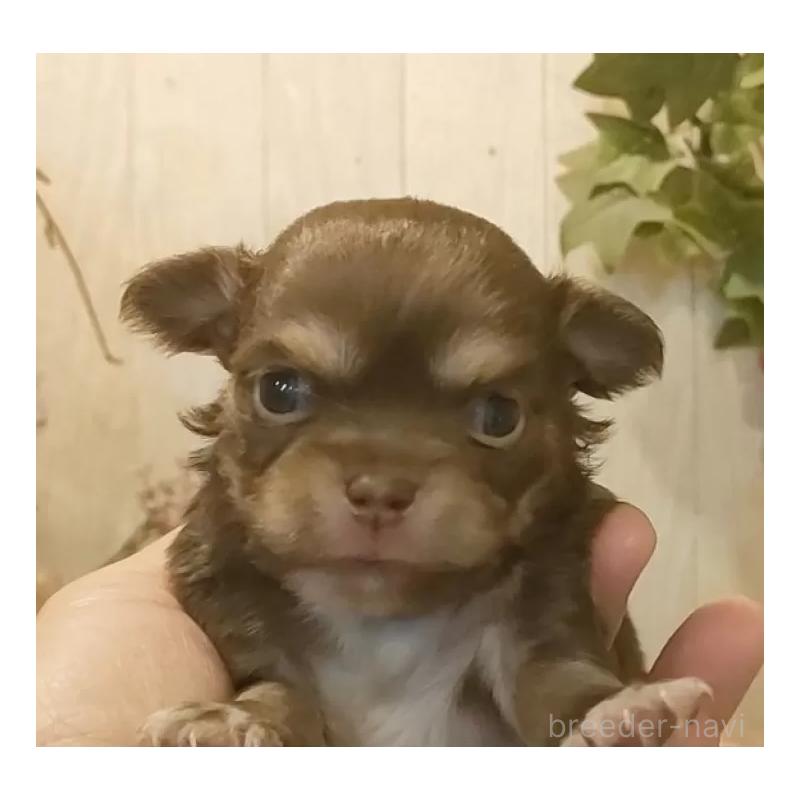 販売中の愛知県のチワワ(ロングコート)-442995の4枚目