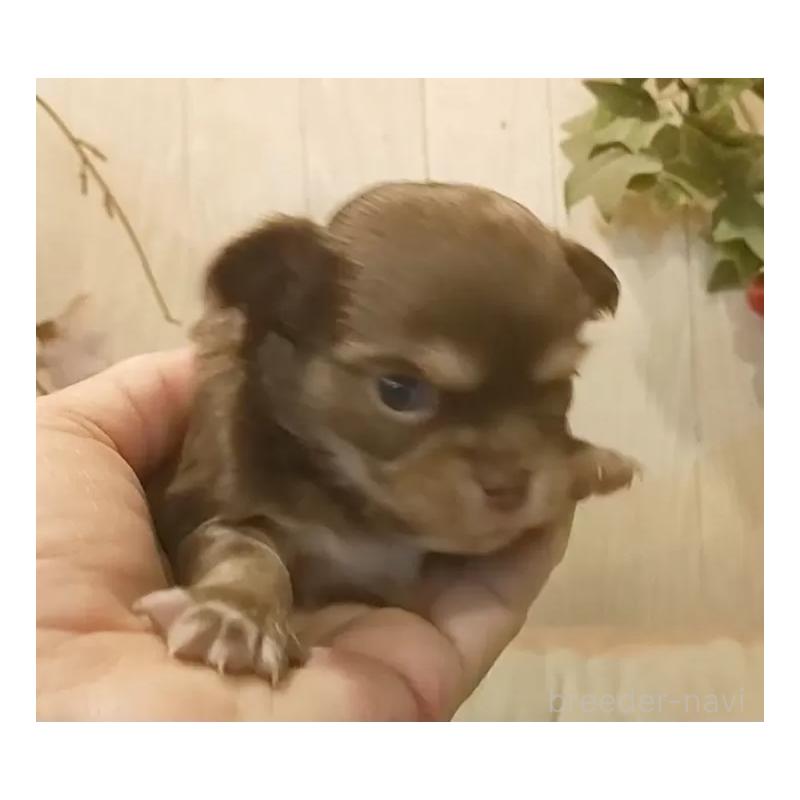 販売中の愛知県のチワワ(ロングコート)-442995の3枚目