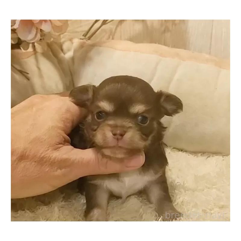 販売中の愛知県のチワワ(ロングコート)-442995の2枚目