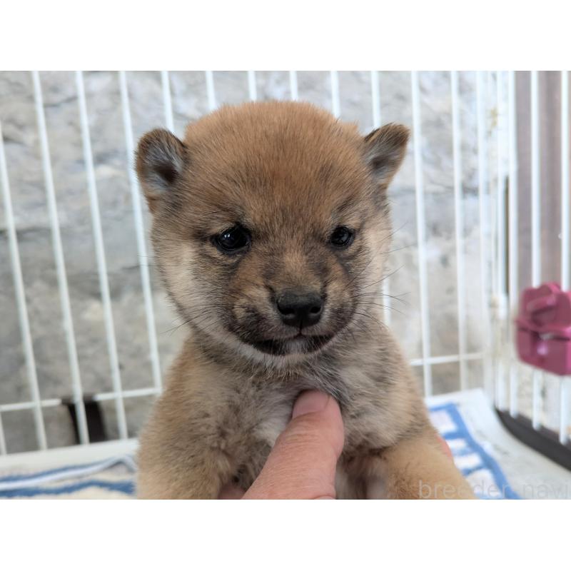 成約済の鹿児島県の豆柴-438248の4枚目