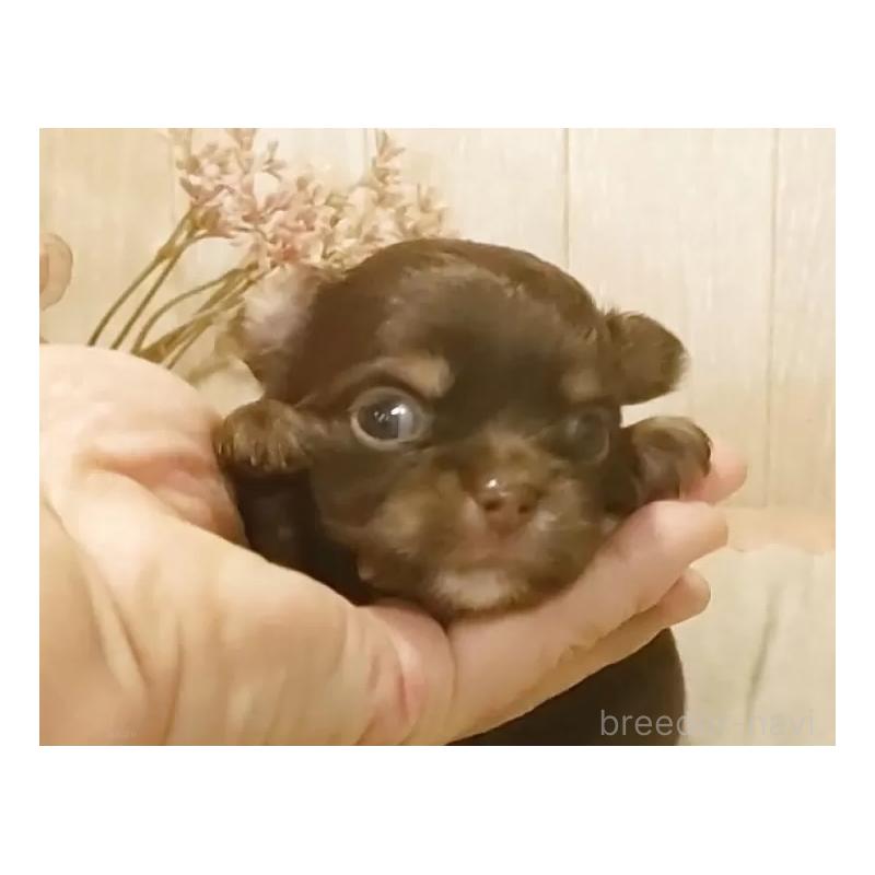 販売中の愛知県のチワワ(ロングコート)-442996の5枚目