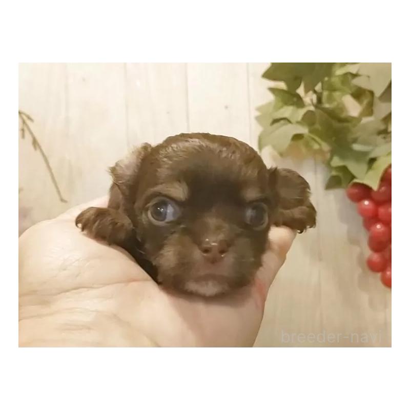 販売中の愛知県のチワワ(ロングコート)-442996の4枚目