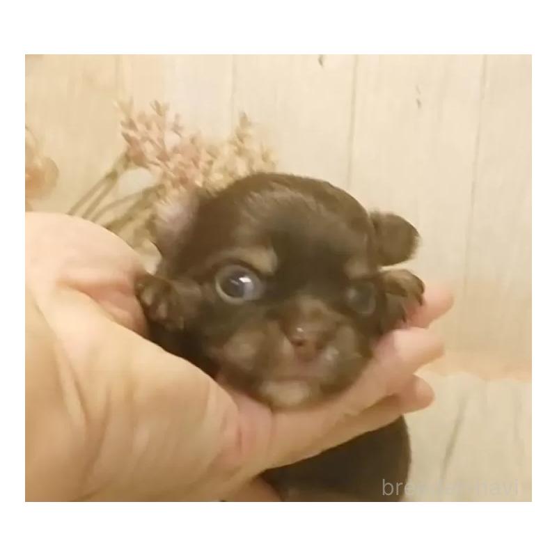 販売中の愛知県のチワワ(ロングコート)-442996の3枚目