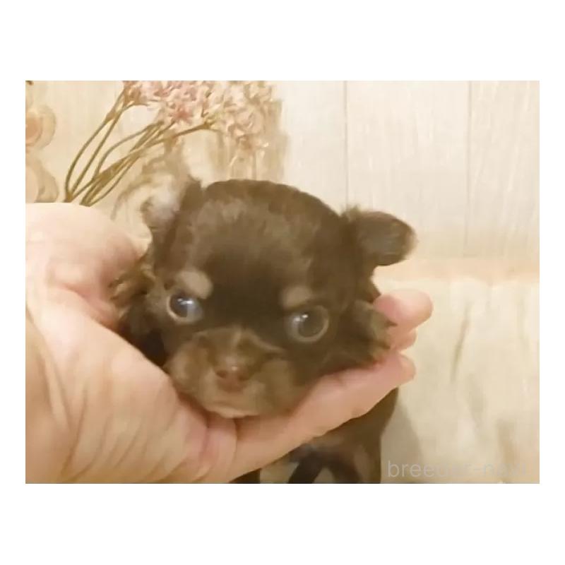 販売中の愛知県のチワワ(ロングコート)-442996の2枚目