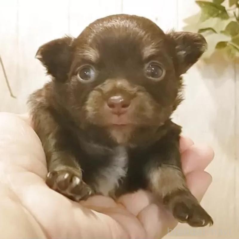 販売中の愛知県のチワワ(ロングコート)-442997