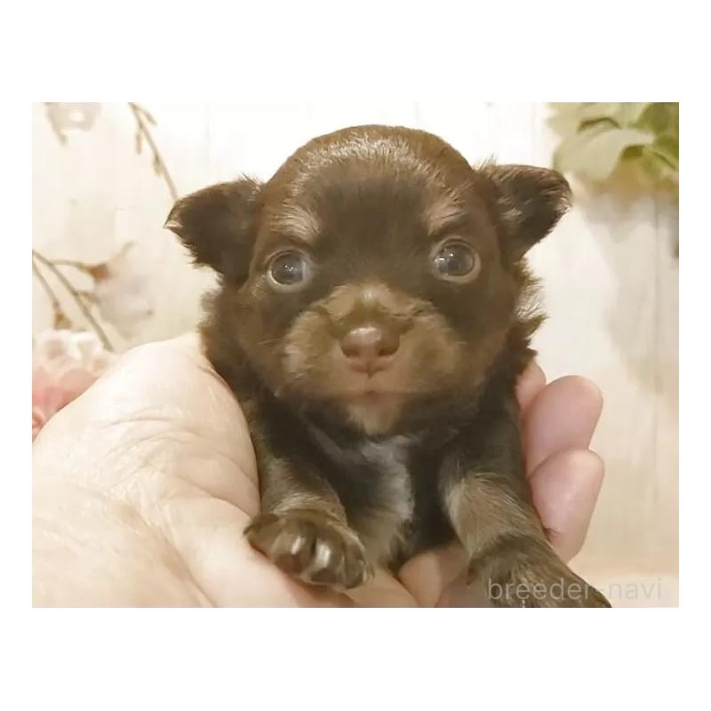 販売中の愛知県のチワワ(ロングコート)-442997の4枚目