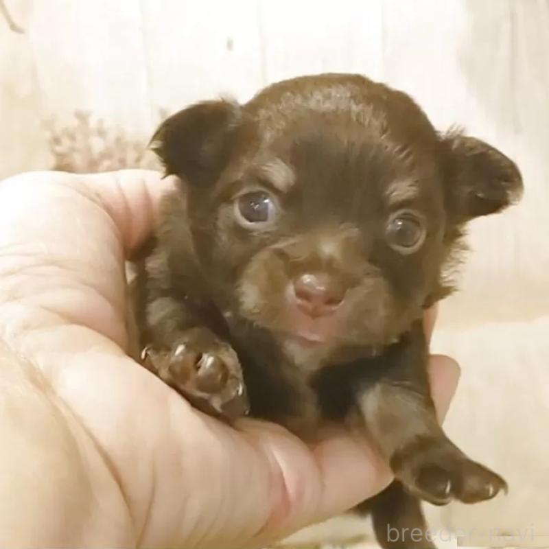 販売中の愛知県のチワワ(ロングコート)-442997の3枚目