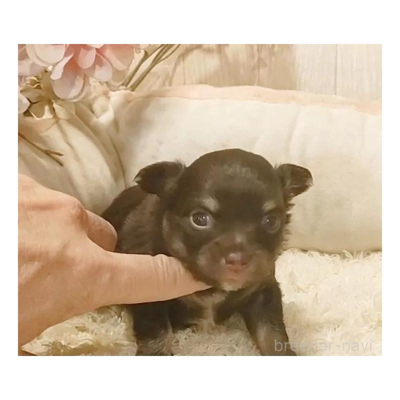 販売中の愛知県のチワワ(ロングコート)-442997の2枚目