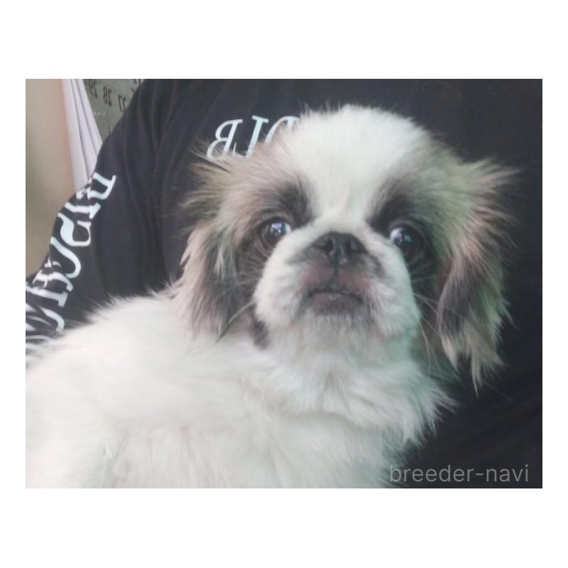 セトちゃん1枚目