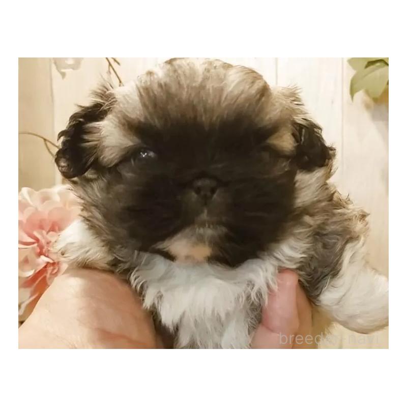 販売中の愛知県のペキニーズ-442999の9枚目