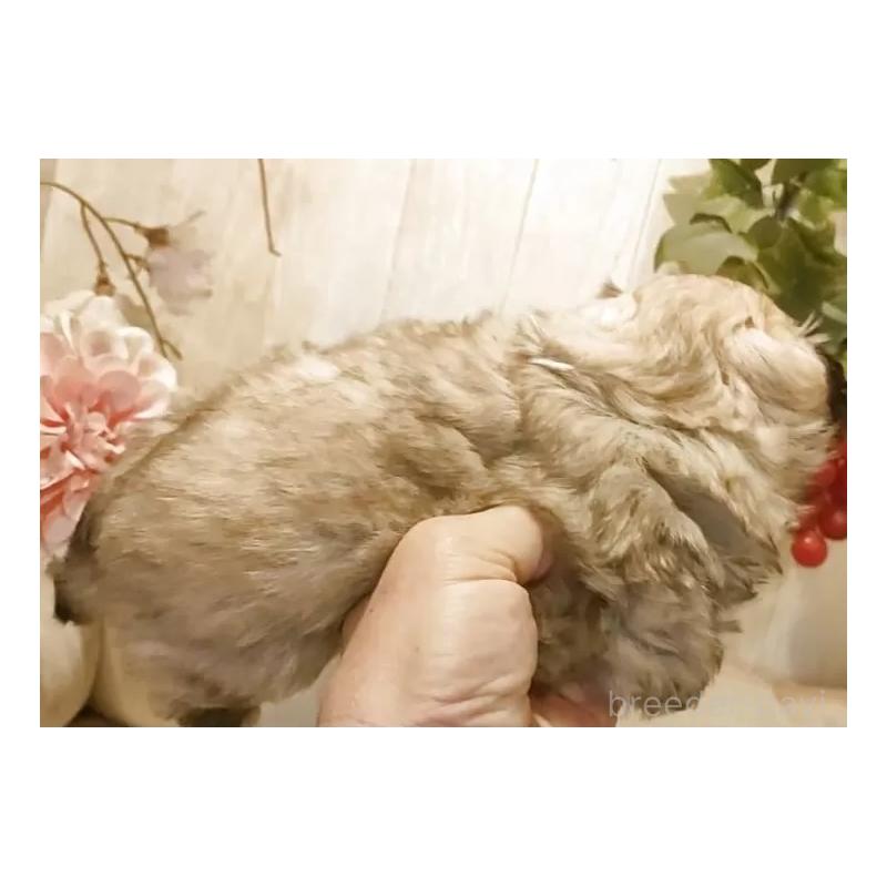 販売中の愛知県のペキニーズ-442999の8枚目