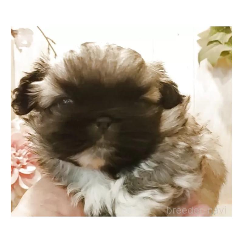 販売中の愛知県のペキニーズ-442999の6枚目