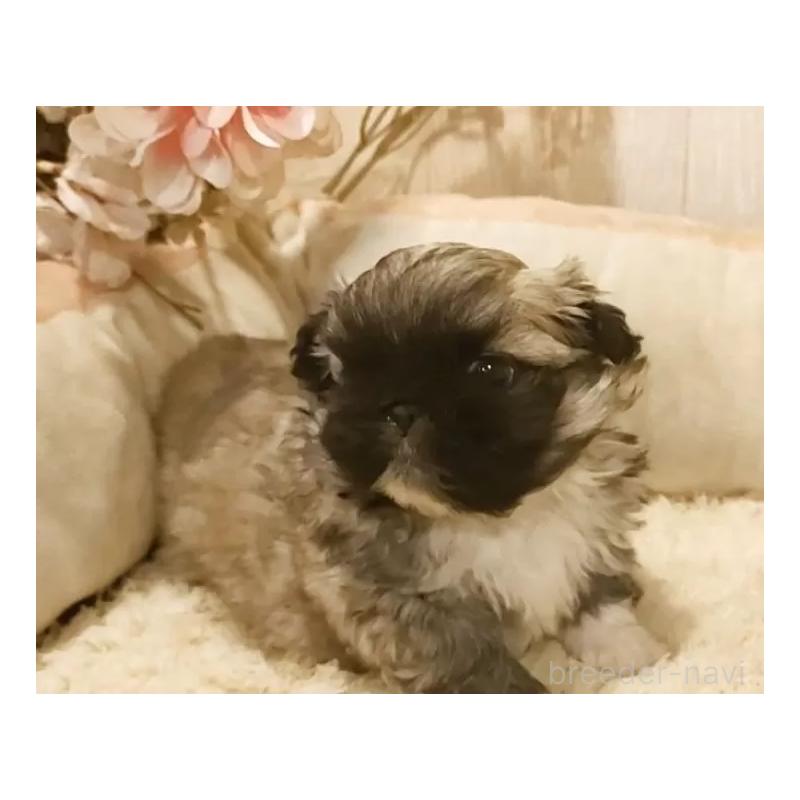 販売中の愛知県のペキニーズ-442999の5枚目