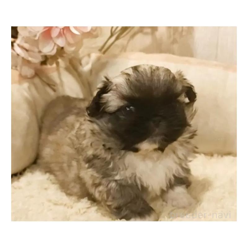 販売中の愛知県のペキニーズ-442999の4枚目