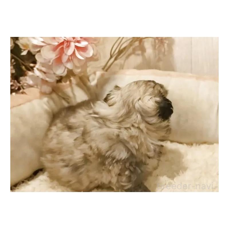 販売中の愛知県のペキニーズ-442999の3枚目