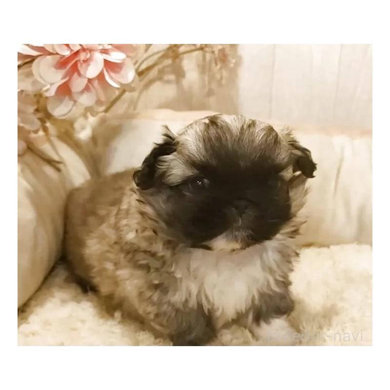 販売中の愛知県のペキニーズ-442999の2枚目