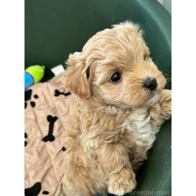 成約済の大阪府のマルプー:マルチーズ×トイプードル-437650の2枚目